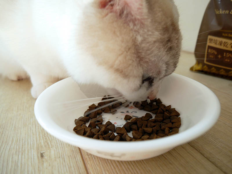 [啾團] 毛怪樂園，心製作毛小孩產品，把營利救更多受虐貓咪送養貓的用心品牌,貓飼料挑選方法分享(貓砂/主食餐包/凍乾鮮糧/凍乾)