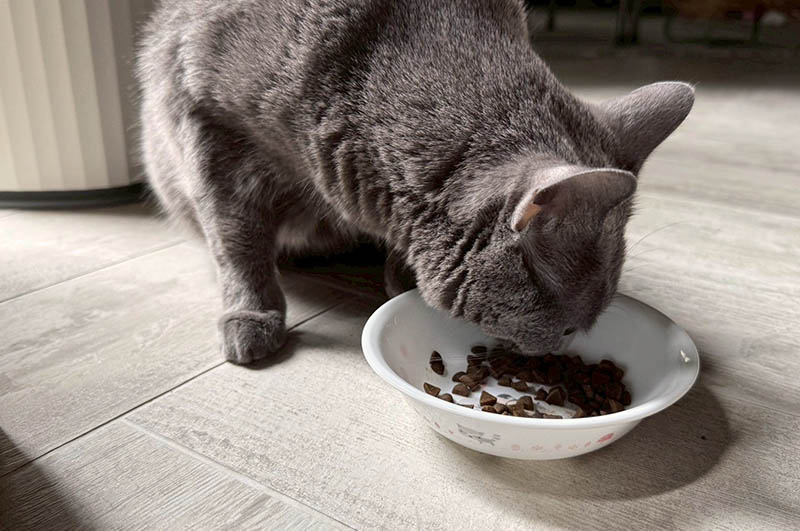 [啾團] 毛怪樂園，心製作毛小孩產品，把營利救更多受虐貓咪送養貓的用心品牌,貓飼料挑選方法分享(貓砂/主食餐包/凍乾鮮糧/凍乾)