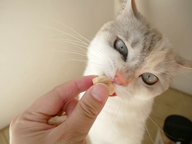 [啾團] 毛怪樂園，心製作毛小孩產品，把營利救更多受虐貓咪送養貓的用心品牌,貓飼料挑選方法分享(貓砂/主食餐包/凍乾鮮糧/凍乾)