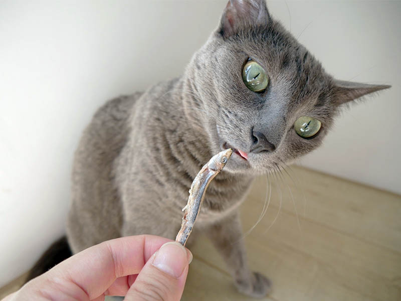 [啾團] 毛怪樂園，心製作毛小孩產品，把營利救更多受虐貓咪送養貓的用心品牌,貓飼料挑選方法分享(貓砂/主食餐包/凍乾鮮糧/凍乾)