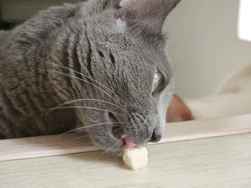 [啾團] 毛怪樂園，心製作毛小孩產品，把營利救更多受虐貓咪送養貓的用心品牌,貓飼料挑選方法分享(貓砂/主食餐包/凍乾鮮糧/凍乾)