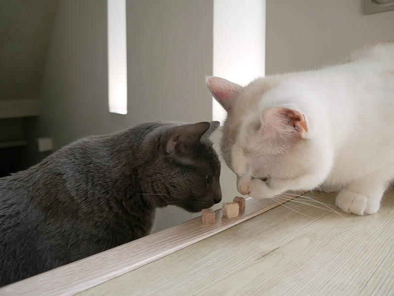 [啾團] 毛怪樂園，心製作毛小孩產品，把營利救更多受虐貓咪送養貓的用心品牌,貓飼料挑選方法分享(貓砂/主食餐包/凍乾鮮糧/凍乾)