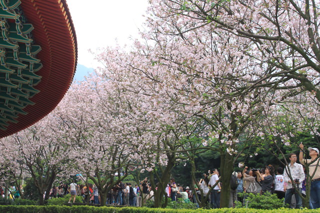 台北也有桃花園-天元宮
